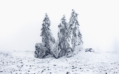 白天松树被雪覆盖